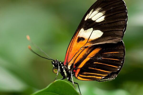 postman butterfly 224472 1280