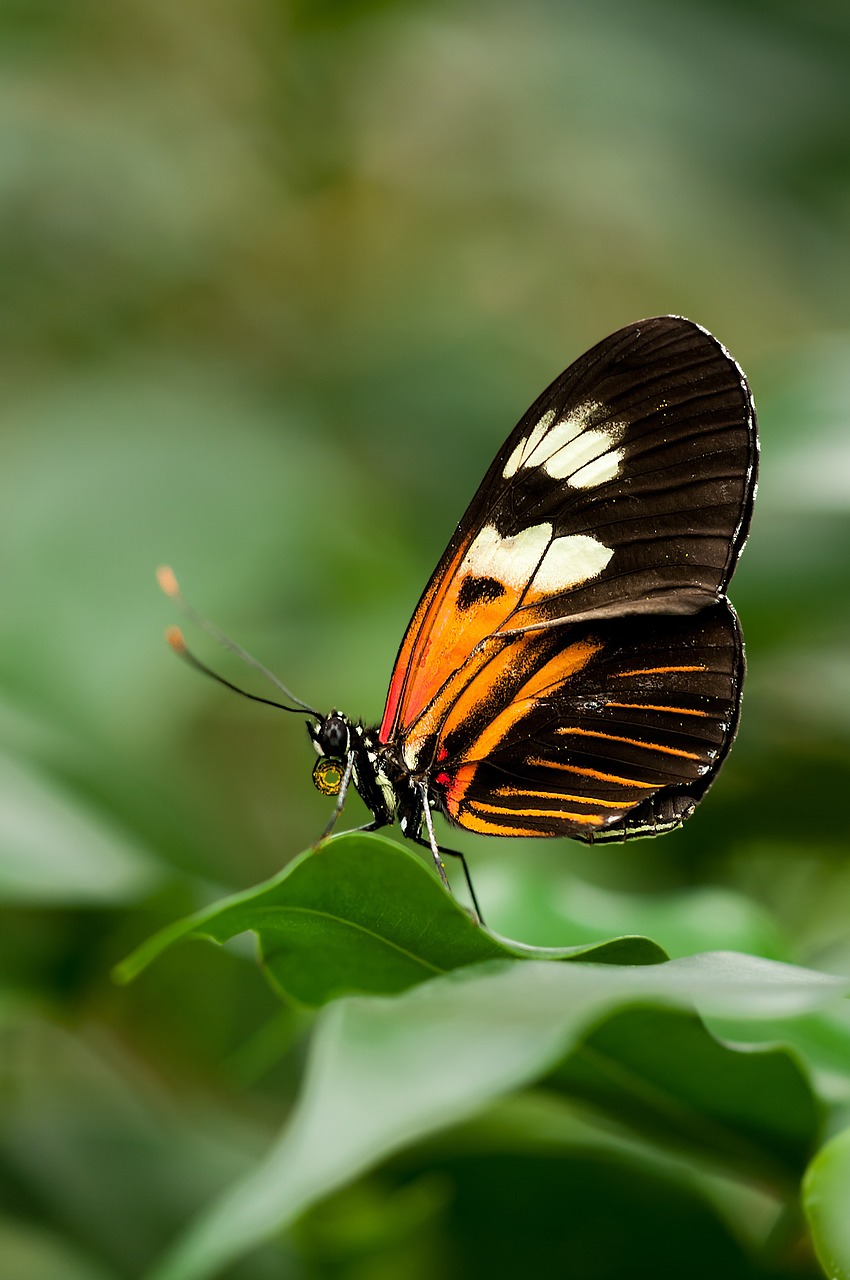 postman butterfly 224472 1280