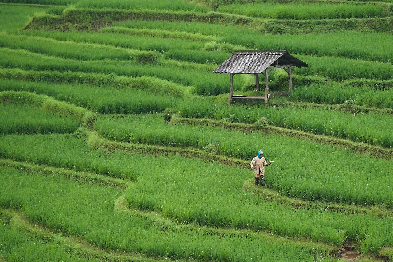 rice field 7890204 1280